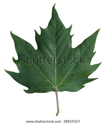 Green Sycamore Leaf Stock Photo 38810107 : Shutterstock