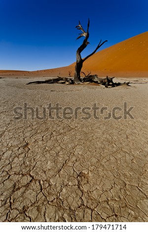 trees in the namib desert