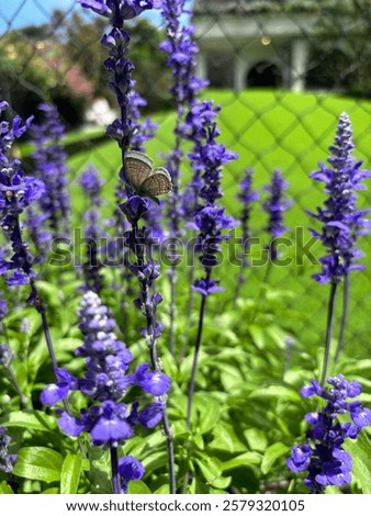 Similar – Image, Stock Photo blue Blossom purple Nectar