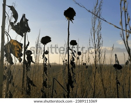 Similar – Image, Stock Photo Silhouette of withered sunflowers in front of evening sky, in the background blurred power poles