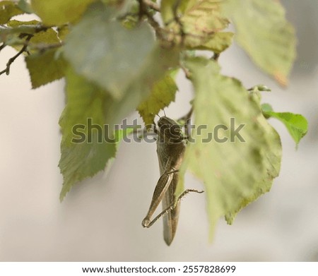 Similar – Image, Stock Photo close-up of some legs on a tennis court