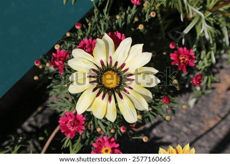 Similar – Image, Stock Photo Some bright daisies flowers keep distance from each other on a grey, ancient stone wall covered with moss in front of a pool with blue-green shimmering water