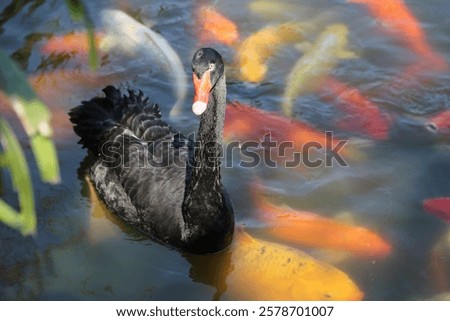 Similar – Image, Stock Photo swans in sunlight and shadow. White stripes of birch trees.