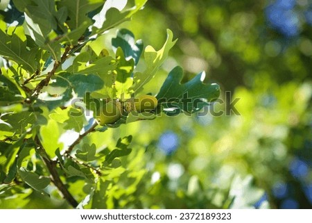 Similar – Image, Stock Photo Quercus robur oaks are reflected in a body of water with blades of grass in the bog