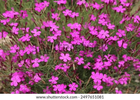 Similar – Image, Stock Photo Maiden Pink or Heidenelke or Dianthus deltoides. Lots of Maiden Pink blooming buds on a sunny meadow on a summer day. Many pink wildflowers in a summer meadow. Floral pink green sunny wallpaper.