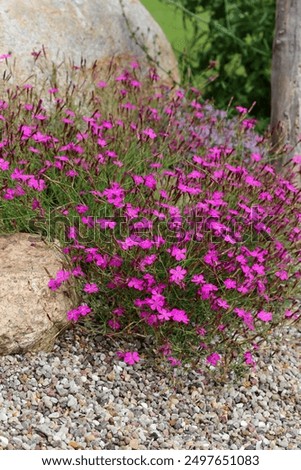 Image, Stock Photo Maiden Pink or Heidenelke or Dianthus deltoides. Lots of Maiden Pink blooming buds on a sunny meadow on a summer day. Many pink wildflowers in a summer meadow. Floral pink green sunny wallpaper.