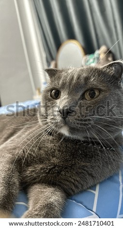 Similar – Image, Stock Photo Thoughtful gray cat looking at camera in dark