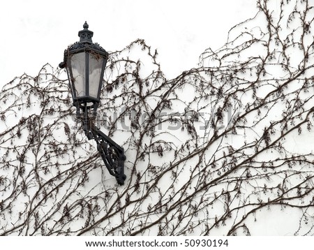 old street lantern lamp on white wall with vine