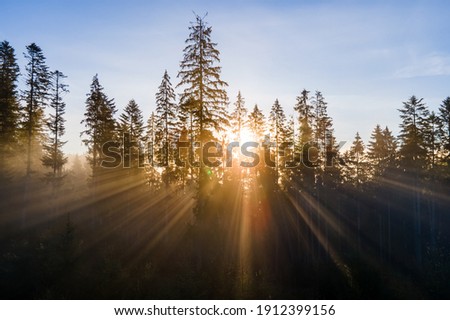 Similar – Image, Stock Photo The sun shines through tree branches and leaves