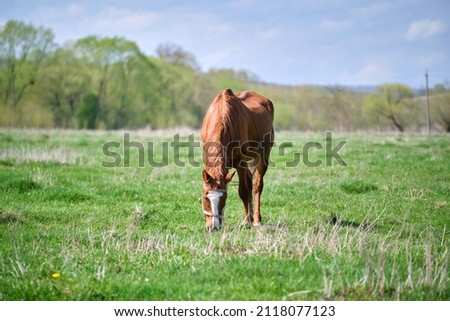 Image, Stock Photo Horses grazing in green meadow