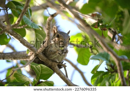 Similar – Image, Stock Photo Eating squirrel in a tree