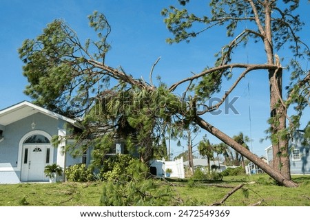 Similar – Image, Stock Photo Broken tree Tree