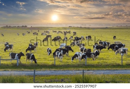 Similar – Foto Bild Reinrassige Kühe grasen auf der Weide in Bergnähe unter blauem Himmel