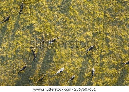 Similar – Foto Bild Reinrassige Kühe grasen auf der Weide in Bergnähe unter blauem Himmel