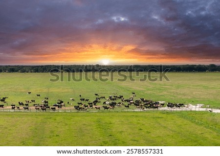 Similar – Foto Bild Reinrassige Kühe grasen auf der Weide in Bergnähe unter blauem Himmel