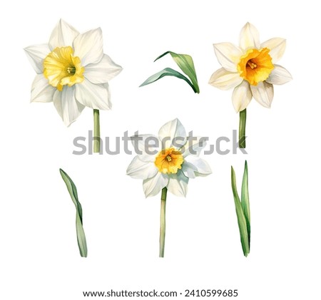 Similar – Image, Stock Photo Narcissus bush with green leaves and yellow flower in the garden