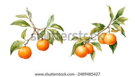 Similar – Image, Stock Photo Oranges on a tree