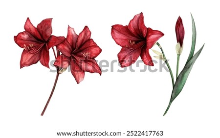 Image, Stock Photo blooming red lilies with green stems and leaves in the garden