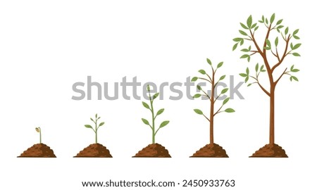 Tree grow. Plant growth from seed to sapling with green leaf. Stages of seedling and growing trees in soil. Gardening process vector concept. Eco, botanical cultivation, green foliage on white