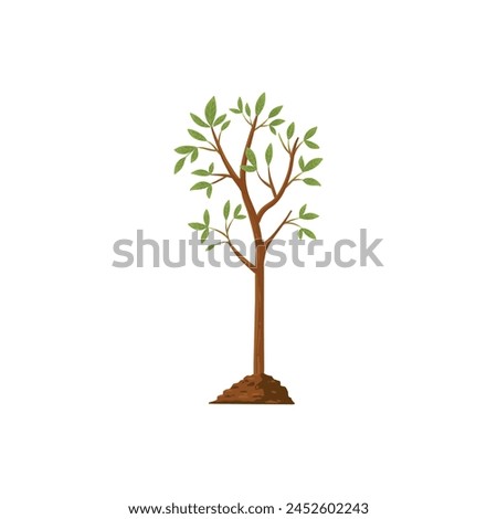 Tree grow. Plant growth from seed to sapling with green leaf. Stages of seedling and growing tree in soil. Gardening process vector concept. Eco, botanical cultivation, green foliage on white