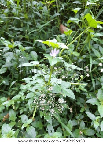 Similar – Image, Stock Photo Eine Wiese mit blühenden Kamillenblüten im Sonnenlicht.Der Fokus liegt auf einer einzelnen Blüte innerhalb der Wiese.