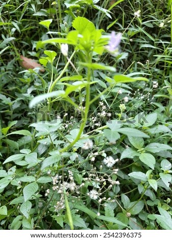 Similar – Image, Stock Photo Eine Wiese mit blühenden Kamillenblüten im Sonnenlicht.Der Fokus liegt auf einer einzelnen Blüte innerhalb der Wiese.