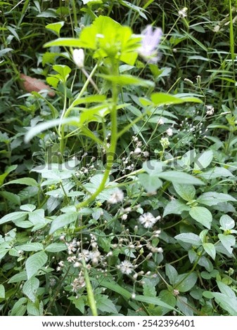 Similar – Image, Stock Photo Eine Wiese mit blühenden Kamillenblüten im Sonnenlicht.Der Fokus liegt auf einer einzelnen Blüte innerhalb der Wiese.