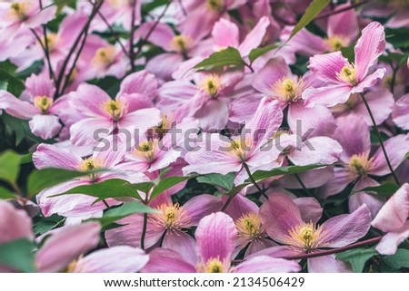 Pink flowers of Clematis montana, the mountain clematis, also Himalayan clematis or anemone clematis. A lot of light four-petalled pink flowers with prominent yellow anthers growing on wooden fence Foto stock © 