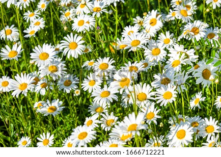 Beautiful meadow in springtime full of flowering daisies with white yellow blossom and green grass - oxeye daisy, leucanthemum vulgare, dox-eye, common daisy, dog daisy, moon daisy - concept garden