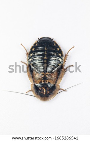 180° Girl - Elitist cockroach - Wattpad