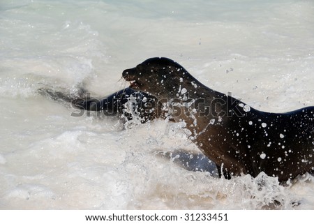 Sea Lions fight / Play in the Galapagos