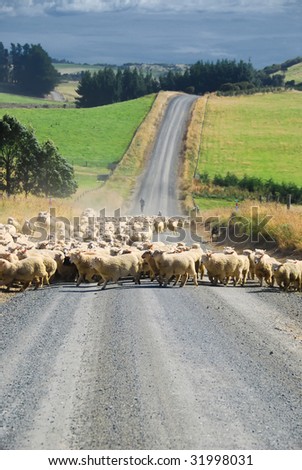 Sheep on a road in New Zealand.