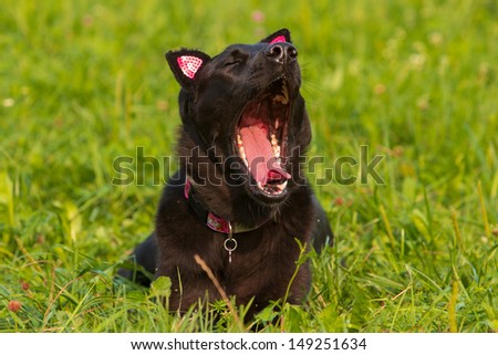 Portrait of yawning black dog, look like black puma