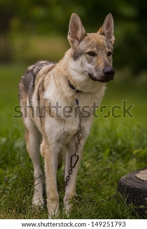 Portrait of Czechoslovakian wolf-dog