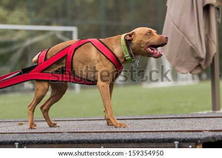 pit bull terrier weight pull contest