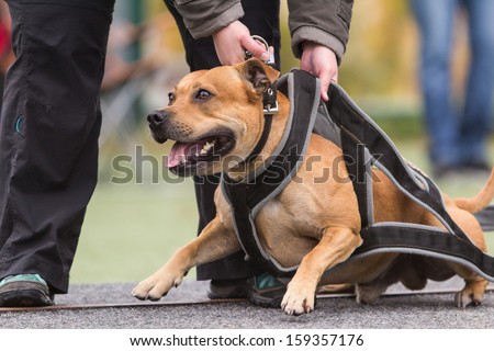 stafordshire bull terrier weight pull