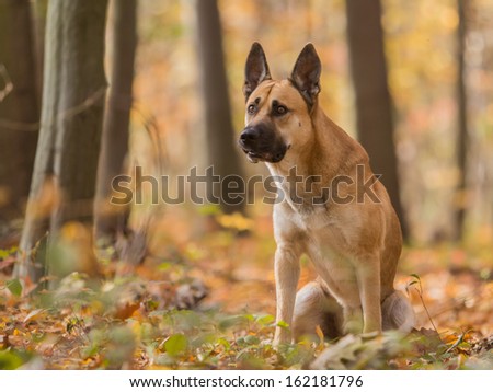Portrait of adult  light coated dog