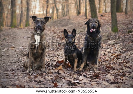 Portrait of three dogs in autumn colors