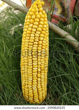 Similar – Image, Stock Photo Ripe corn cob lies on the brown earth, one sees withering leaves and stems of the corn plant