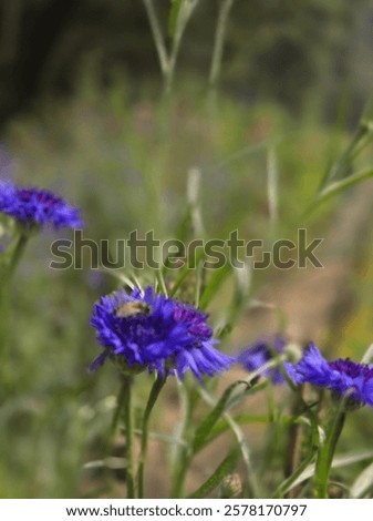 Similar – Image, Stock Photo Cornflowers in the cornfield