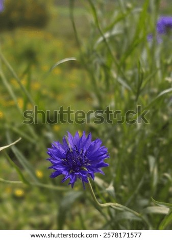 Similar – Image, Stock Photo Cornflowers in the cornfield