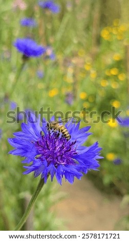 Similar – Image, Stock Photo Cornflowers in the cornfield