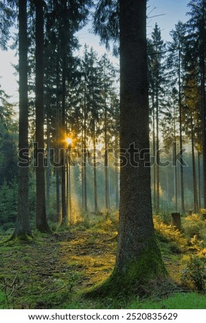 Similar – Image, Stock Photo Treetops in the early morning in a pine forest,photographed with a fisheye lens