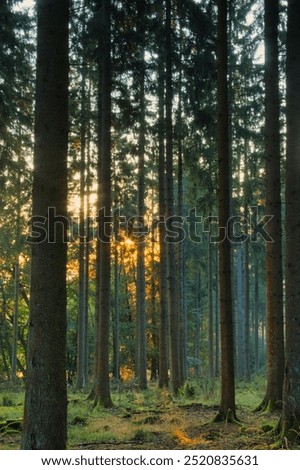 Image, Stock Photo Treetops in the early morning in a pine forest,photographed with a fisheye lens