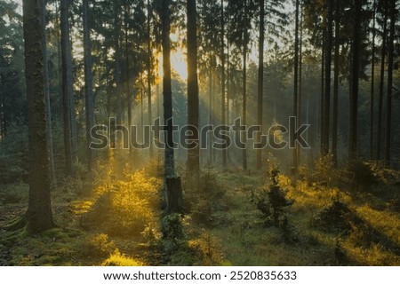 Similar – Image, Stock Photo Treetops in the early morning in a pine forest,photographed with a fisheye lens