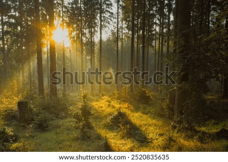 Similar – Image, Stock Photo Treetops in the early morning in a pine forest,photographed with a fisheye lens