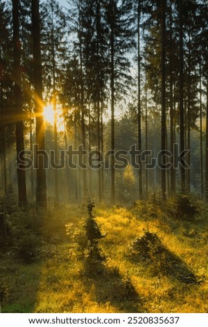 Similar – Image, Stock Photo Treetops in the early morning in a pine forest,photographed with a fisheye lens