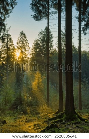 Similar – Image, Stock Photo Treetops in the early morning in a pine forest,photographed with a fisheye lens