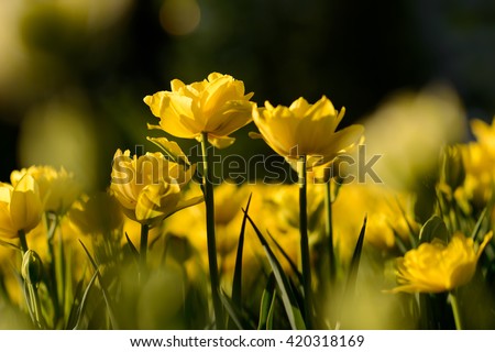 Closeup flowers background. Amazing view of yellow tulip flowers and green  grass landscape at sunny summer or spring day. yellow tulip flower Tulip  flower. Colorful tulips flower. - Stock Image - Everypixel