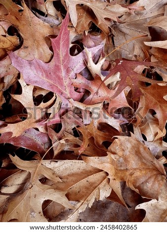 Similar – Image, Stock Photo Lonely curled leaf